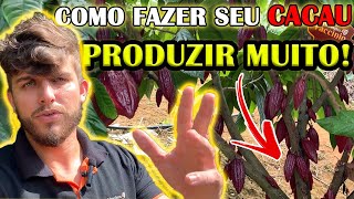 COMO FAZER A ADUBAÇÃO DO CACAU PARA PRODUÇÃO (FUNDAMENTOS DO CACAU 500@)