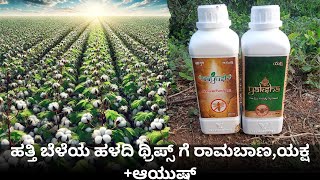 #cotton #ಹತ್ತಿ ಬೆಳೆಯ ಹಳದಿ ಥ್ರಿಪ್ಸ್ ಗೆ ರಾಮಬಾಣ,ಯಕ್ಷ +ಆಯುಷ್ #yellow thrips controlRed mites#yk #yaksha