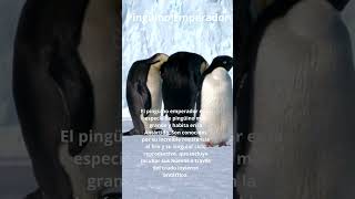 Pingüino Emperador! #pinguinoemperador #pingüinos #aves