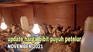 update harga bibit puyuh petelur november 2021