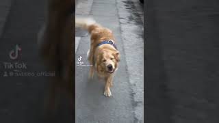 My mom is coming back from work#goldenretriever #cute #funny #missyou#viral#reels#trending#love #fyp