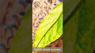 Groot movie scenes | #moviesonscreen | #shorts | #Hollywood