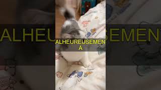 Si vous vous abonnez à la chaîne, rendez un chat plus heureux.