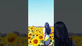 🌻#spain #summer #sunflower #farm #views #travel #explore #shortvideo #shortsfeed #youtube#subscribe