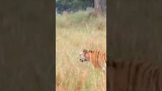 आज की टईगर साईटिंग Tiger sighting Epic 01 #shorts