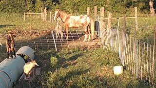 miniture donkey vs. horse