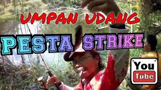 pesta strike ikan nila liar