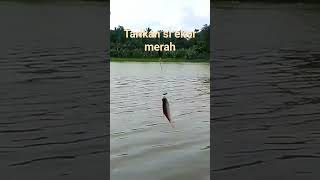 TARIKAN SI EKOR KUNING !!! #shorts #mancingliar #ikan