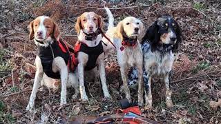 Hunting woodcock in Virginia with English Setter, Llewellin Setter and Brittanies