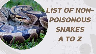 List Of Non Poisonous Snakes A To Z