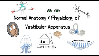 Normal Anatomy & Physiology of the Vestibular Apparatus