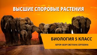 Высшие споровые растения