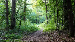 Beautiful fairytale forest. Live sounds of nature for deep relaxation.