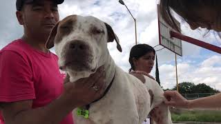 Amigos Pro Animal. Héroes Sin Capa. Rescate Animal APA (Aguascalientes - -México)🇲🇽 🐶 🦸‍♂️ 🦸‍♀️ 🐾🐕🔊🐱