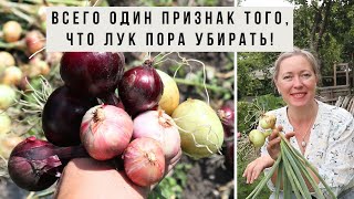 Как узнать, что лук созрел? Всего один признак!