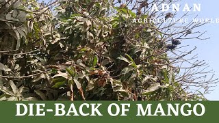 Dieback Of Mango Disease | AGRICULTURE WORLD