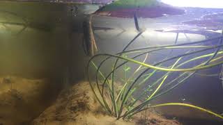 Growing Water lily in Aquarium Disaster strikes