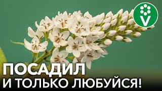 8 КРАСИВЫХ ЦВЕТОВ, КОТОРЫЕ НЕВОЗМОЖНО УБИТЬ! Неприхотливые многолетние растения для начинающих