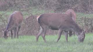 Que du Bonheur   !  Côtes   d'Armor   Cerfs élaphes  2024