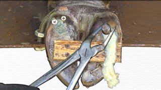 Cut ,Trim and Cleaning - Screw with Nails WAS STUCK IN cow's hoof TL28