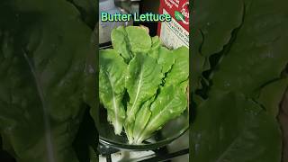 Butter Lettuce Salad #saladrecipe #salad #lettucesalad #lettuce #shorts #strawberrys