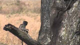 BSE: Baby Vervet Monkey and a Big Tree