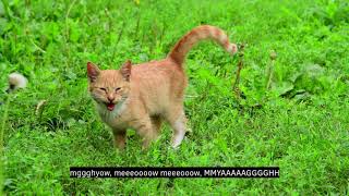 Cations - Subtitles for Cats