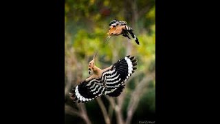 Hoopoe Bird Animal Avian Ornithology #birds#animals#beautyofnature#cute#shorts #cuteanimals #shorts