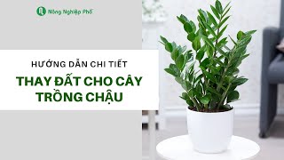 HƯỚNG DẪN CHI TIẾT CÁCH THAY ĐẤT CHO CÂY TRỒNG CHẬU | nongnghieppho.vn