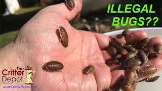 Jail time or fines - Why are Dubia Roaches ILLEGAL in Florida?