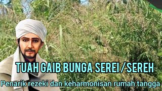 JANGAN DI SEPELEKAN ‼️ MANFAAT GAIB BUNGA SEREI YANG LUAR BIASA(bunga sereh)