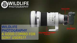 Sony 300mm f/2.8 SSM and LA-EA3 Adapter with Sony A9 | A good combo for Sony users?