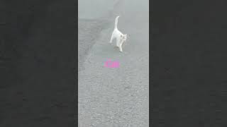 Cat cute #vuralvideo #islamabad #automobile #chitralidol #song #foryou #foryou #love #music