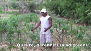 Modern-day Chinampas "Floating Gardens" - Ancient Mesoamerican Agriculture Re-conceived