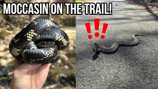 Moccasin, Milks, and More! Swamp Hiking and Rock Flipping in the Mountains of Georgia For Snakes!