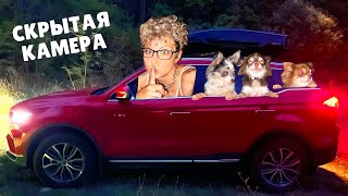 24 ЧАСА В МАШИНЕ С СОБАКАМИ! ЧТО НА СКРЫТОЙ КАМЕРЕ?!