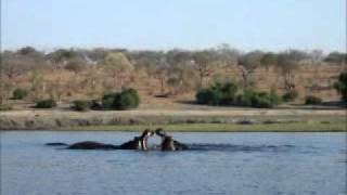 Hippos.wmv