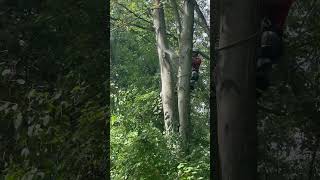 Big top flopping #oak #treelife #awesome #trees #oaktree #nature #tree #detroit