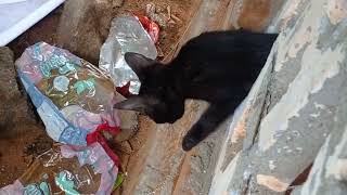 cat eating lizard 😺🦎