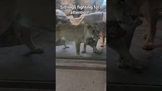 Lion siblings fighting for attention! #caturday