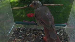 Juvenile Cardinal at Window Bird Feeder