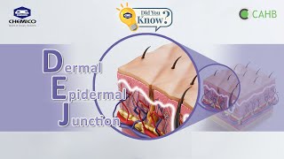 มารู้จักกับ Dermal Epidermal Junction หรือ DEJ กันค่ะ