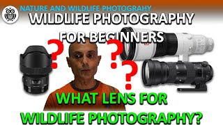 WHAT LENS for WILDLIFE PHOTOGRAPHY? A short guide how to choose a LENS for WILDLIFE PHOTOGRAPHY