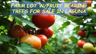 #108  AVAILABLE -  RUSH! FARM LOT for Sale in Laguna Philippines