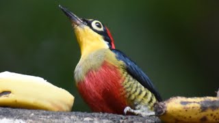 Pica-pau benedito-de-testa-amarela se alimentando no comedouro com bananas