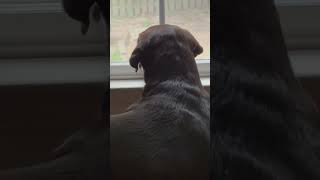 Dog Watching Human Brother Play Ouside #dog #boy #teamguilbeaux #ytshorts  #yt