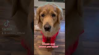 Braucht jemand gute Laune#hunde #cute#funny#dog#tiktok #hundeliebe #trending#viral#reels#fyp#foryou#