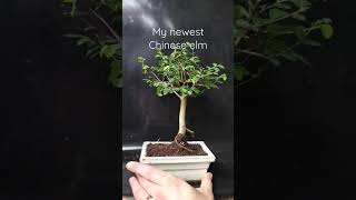 chinese elm #bonsai #bonsaitree