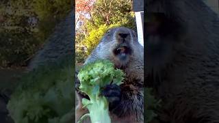 Chunk’s First Taste of Broccoli! #tbt