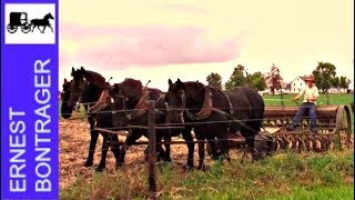 Amish Boy Farmer Planting Wheat